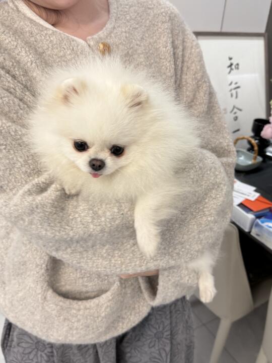 狗届林黛玉