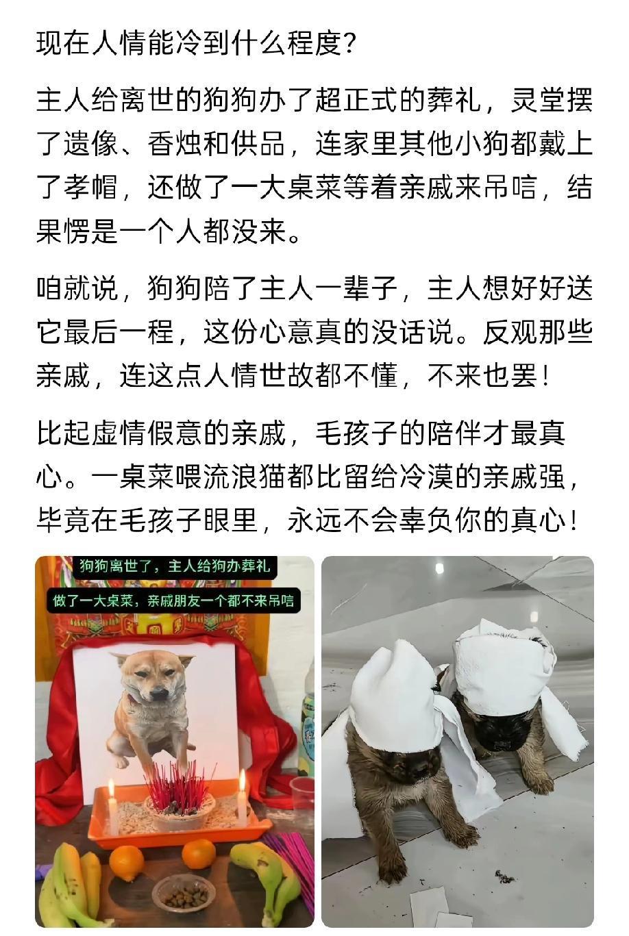 现在的人情冷到什么程度！一位狗主人为爱宠办了正式的葬礼，其他小狗戴上孝帽等待亲属