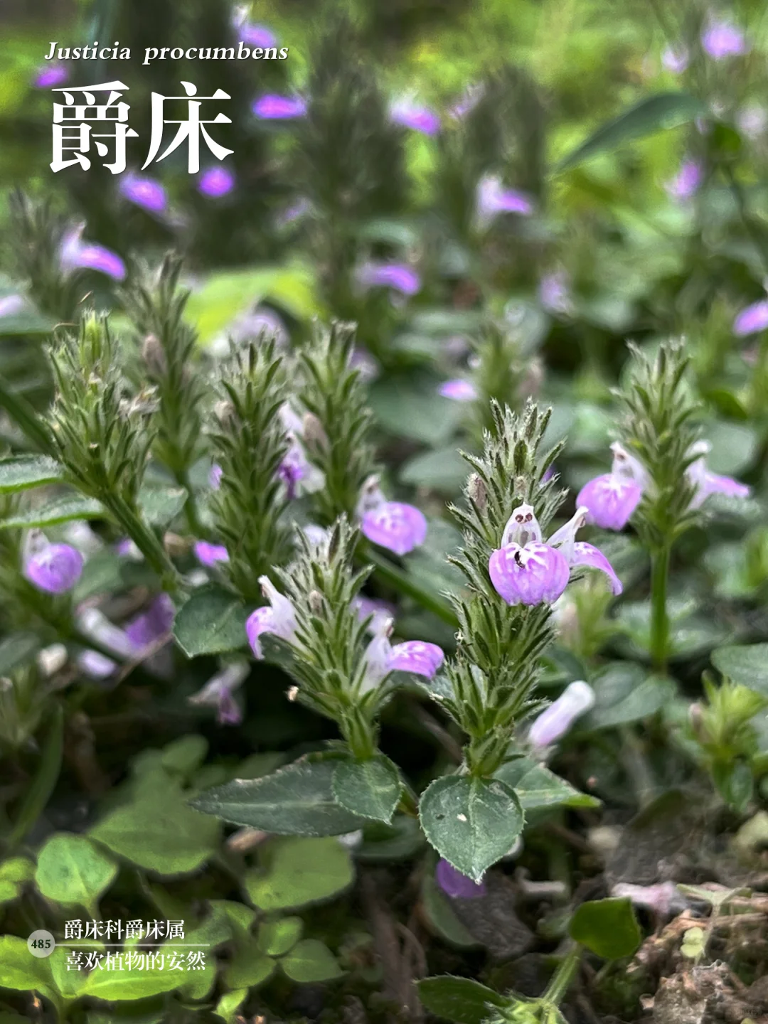 福州植物打标485｜小巧而精致的爵床