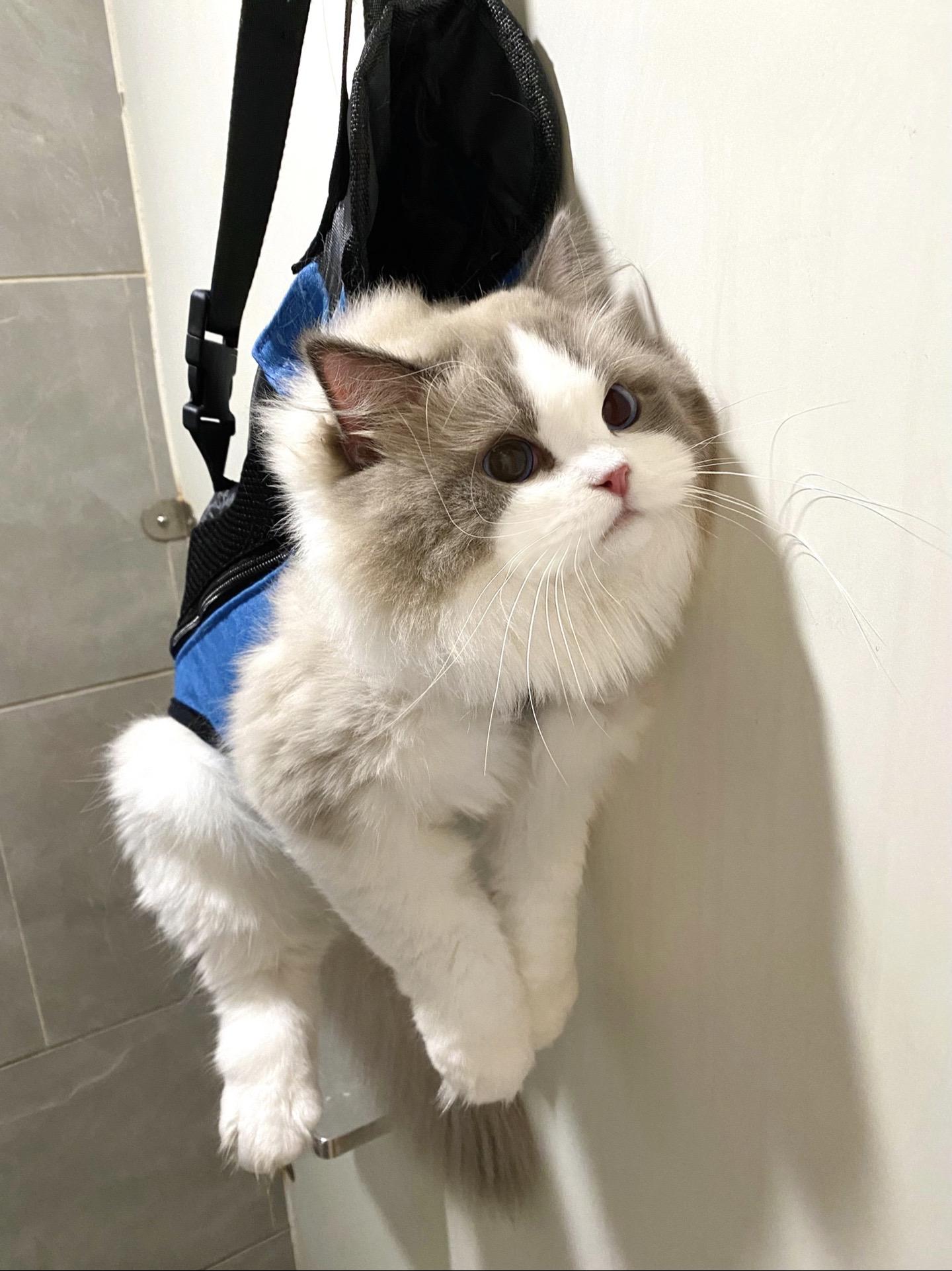 带猫逛商场突然肚子疼。不建议一个人带猫逛街 只能委屈他闻臭味了🥺