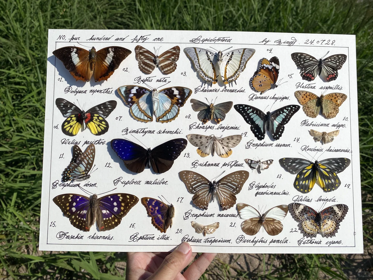 一幅横版的蝴蝶标本图鉴