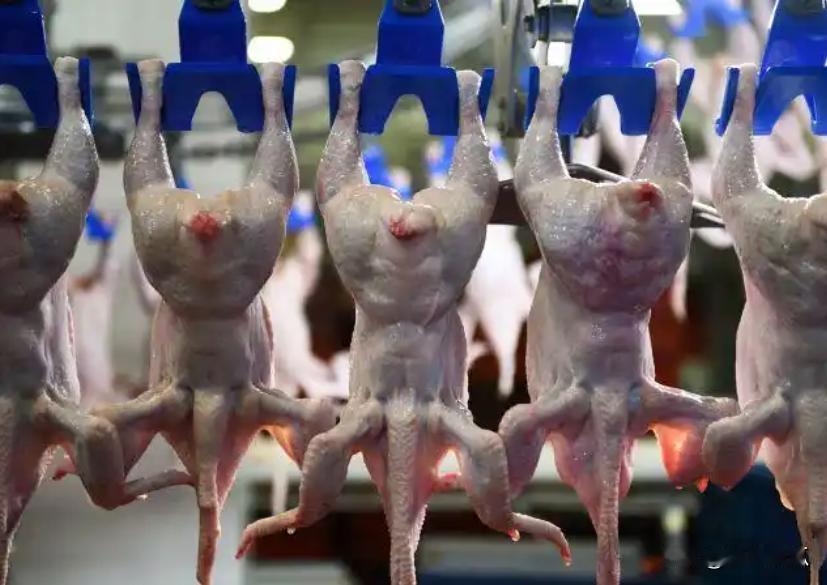 中国又成了俄罗斯最大禽肉出口目的地。2024年前9个月，俄罗斯禽肉出口量约为29