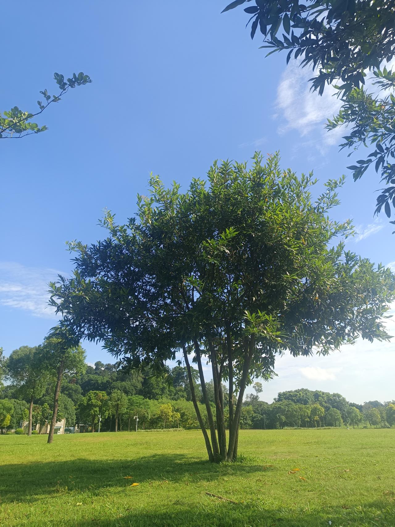 晒图笔记大赛阳光明媚，微风拂面，躺在草坪上，这一刻，我忘记了所有的烦恼！