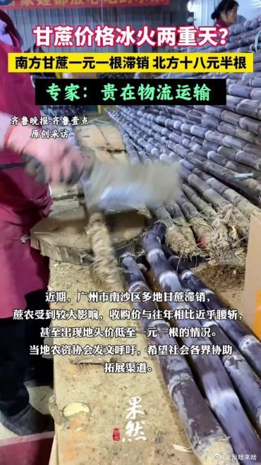 1比36 高就高在了物流哇......《果然视频|甘蔗价格冰火两重天?南方一元一