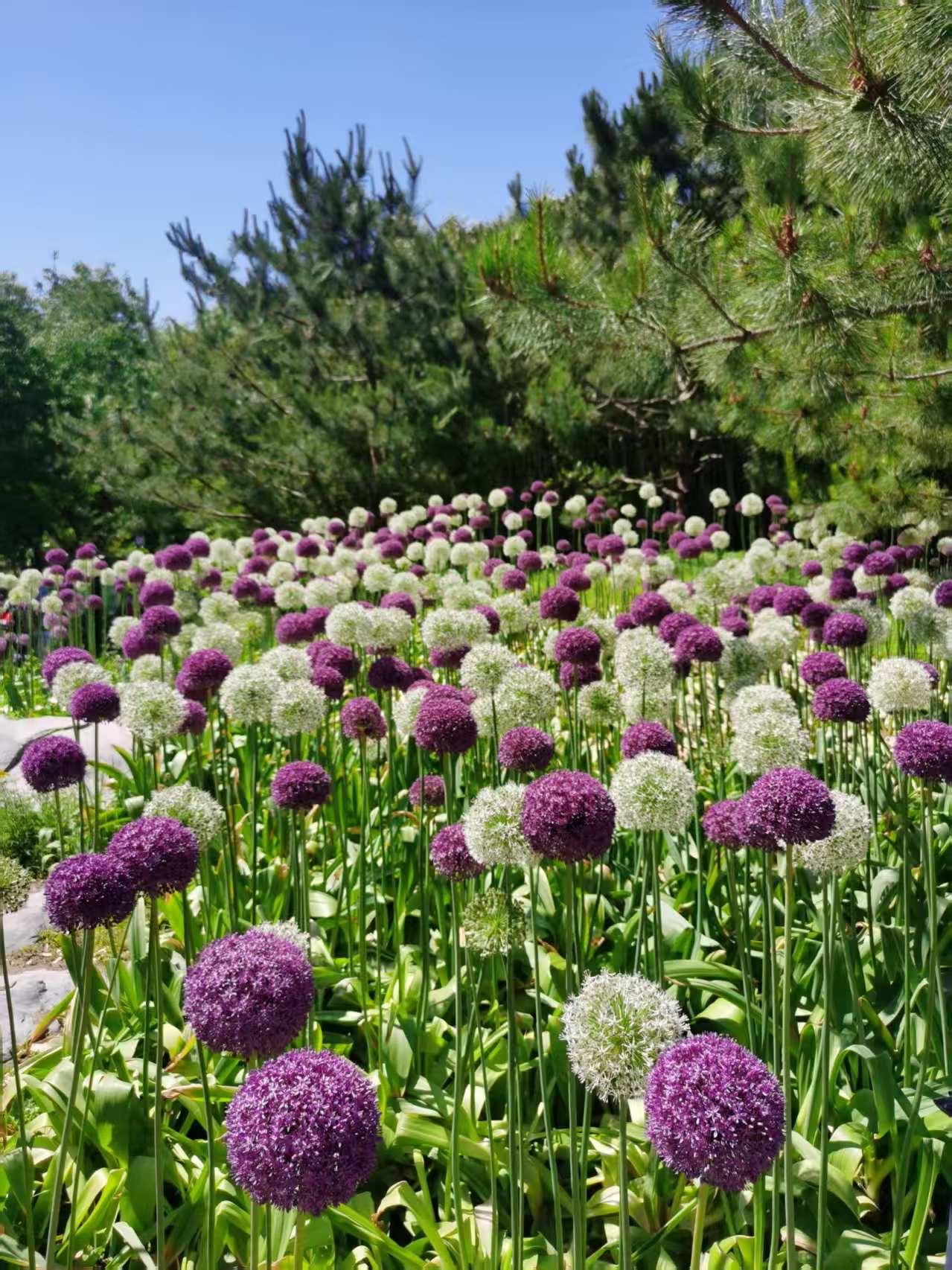 李宗孝：触景心动

树兄花妹同风语，
雀朋鸦友几重唱。
忽有故人心头起，
再闻音