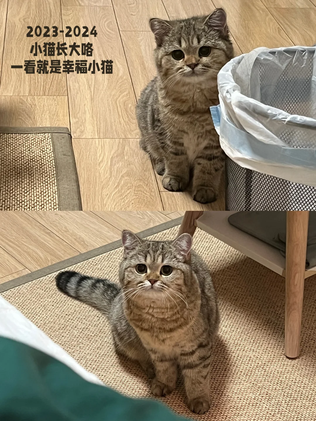 等比例长大的小猫🐈