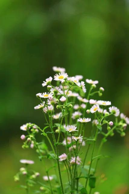 《野花情牵》
路旁野花绽娇鲜，
哥作绿叶守旁边。
好花幸得绿叶衬，
一年更比一年