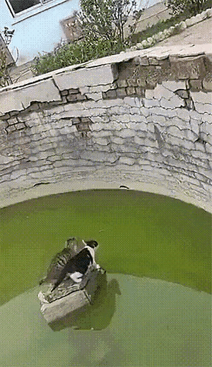 猫真的是太厉害了。