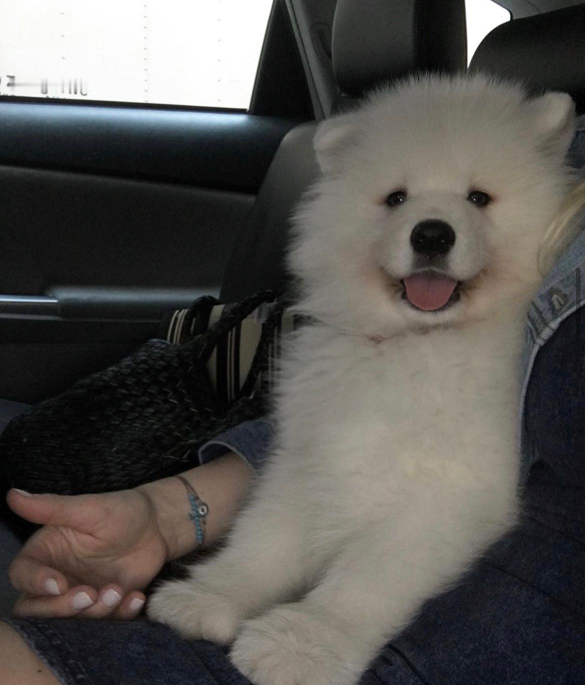 拼车拼到一只萨摩耶，她在对我笑耶 