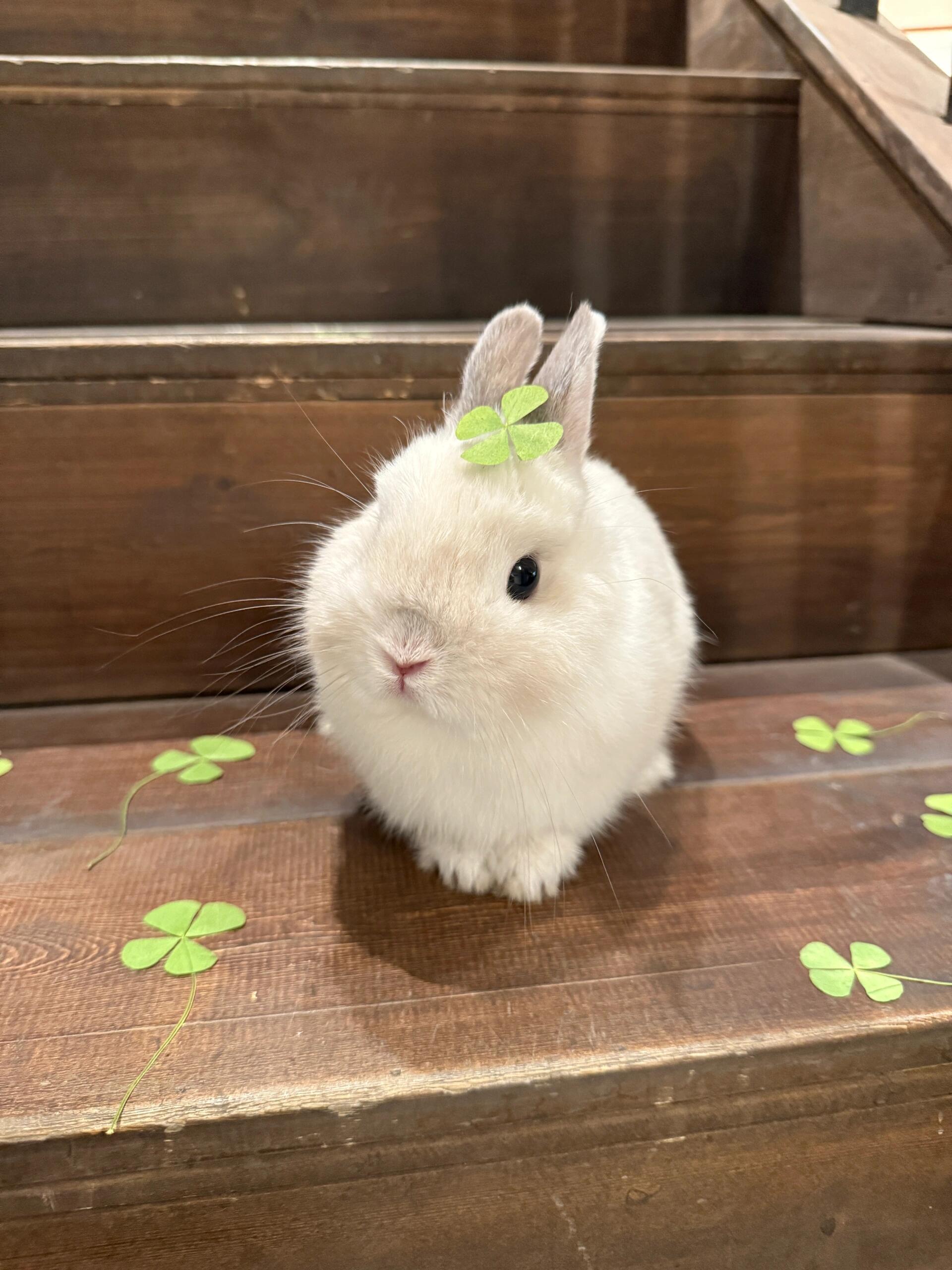 🐰: 幸运值+𝟣𝟢𝟢𝟢𝟢𝟢 