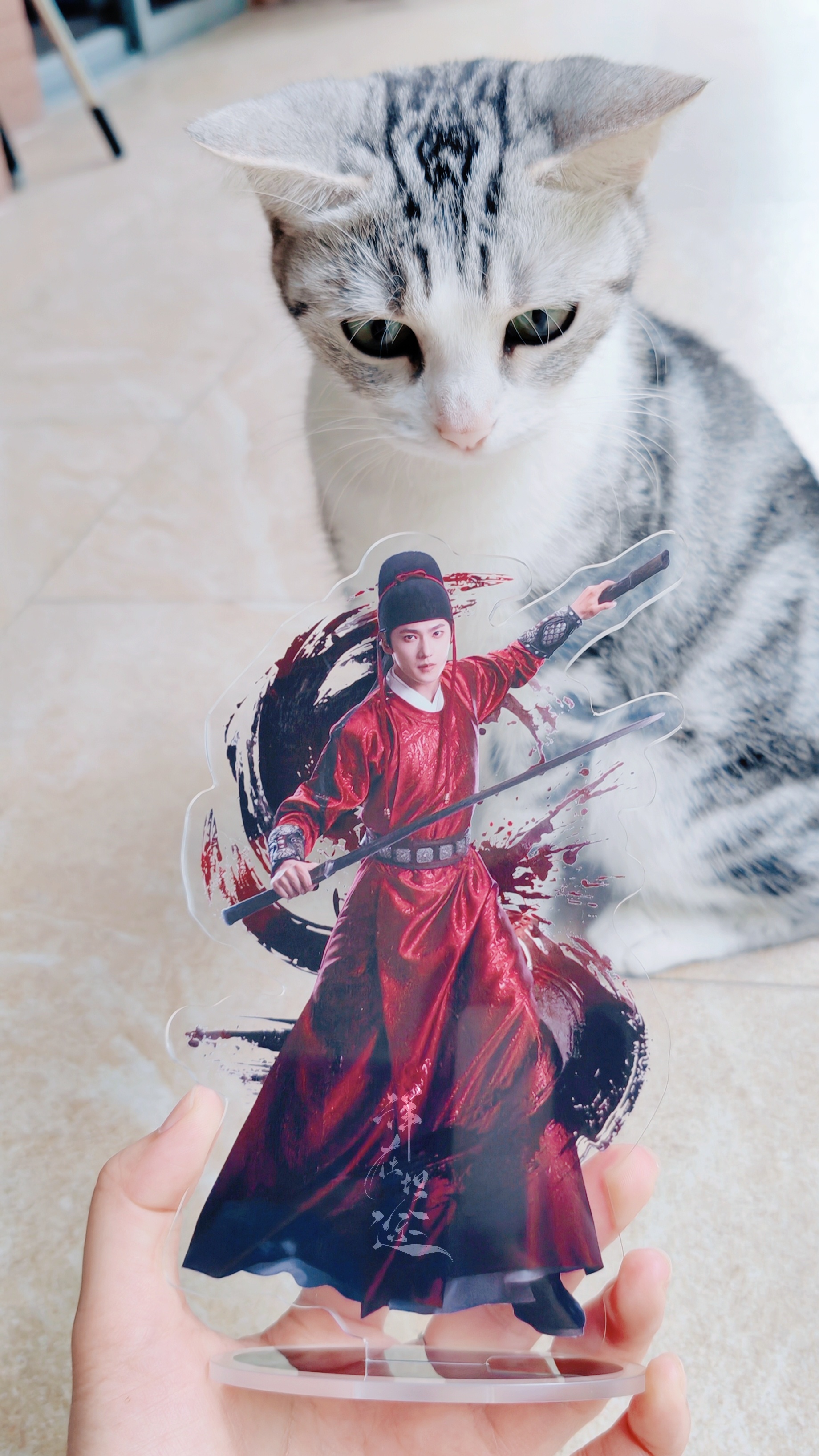 当我家小猫遇到御猫: 大家都是猫，你这御猫为什么那么好看？有那么多人喜欢？就因为