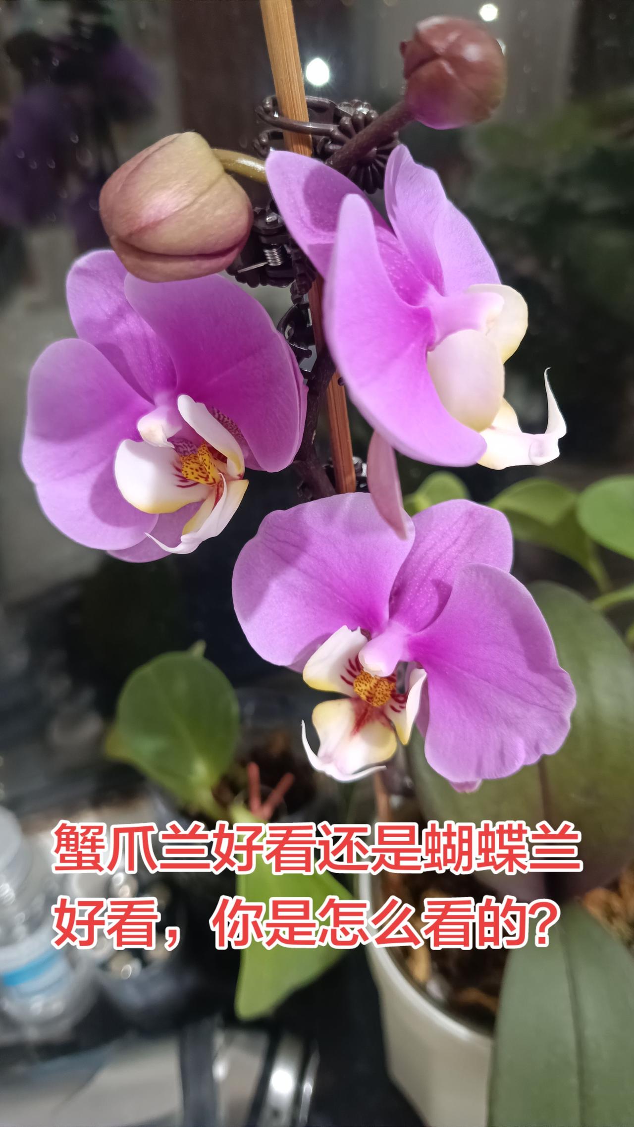 蟹爪兰好看还是蝴蝶兰好看，你是怎么看的？