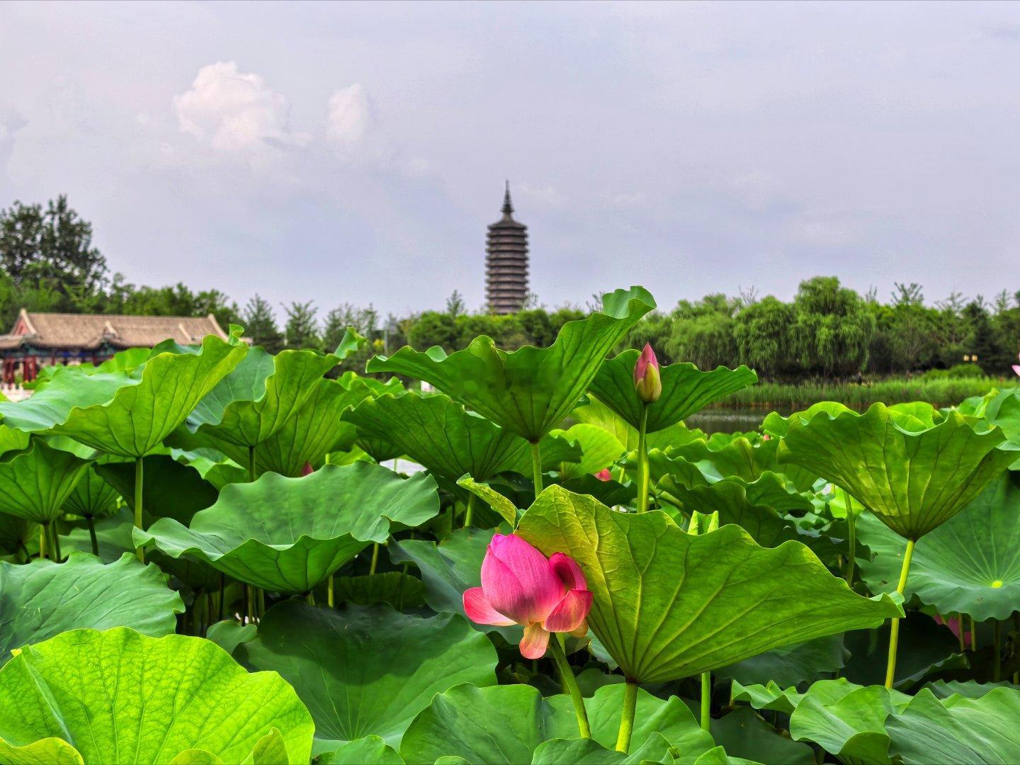 北京西海子公园随拍  摄影​​​