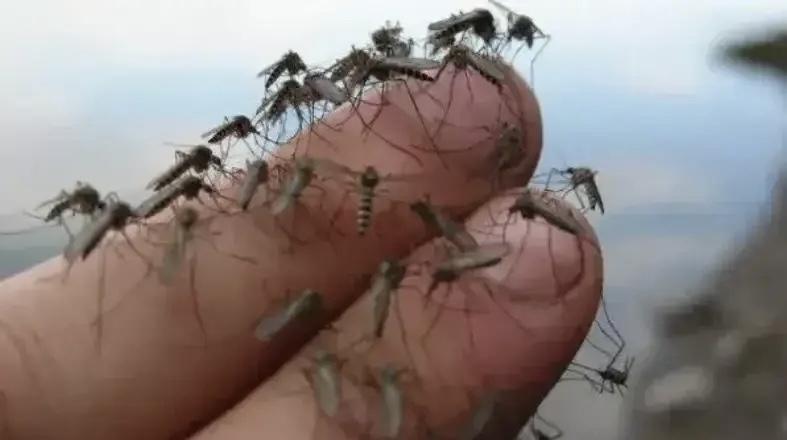 蚊子趋光的特性
       蚊子的趋光性着实令人恼火。晚上屋里开灯，蚊子便疯狂