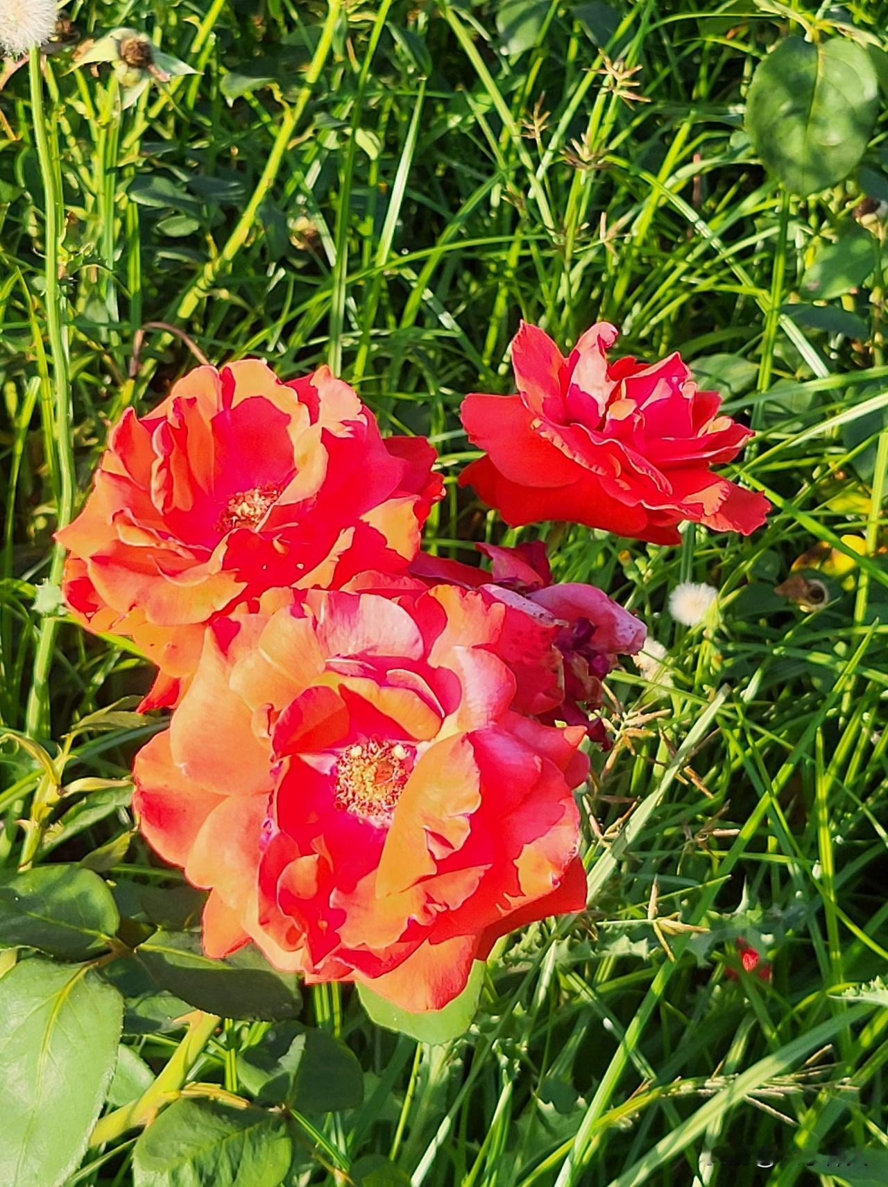 人间盛夏，玫瑰绽放之姿最为动人。起初，它是内敛的花苞，于朝露晚风间默默蓄力。时机