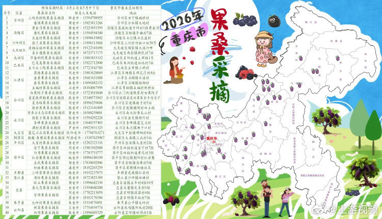 #重庆摘桑葚的季节到啦#【摘桑葚了！重庆18个区县40个果桑采摘园任你选】#重庆