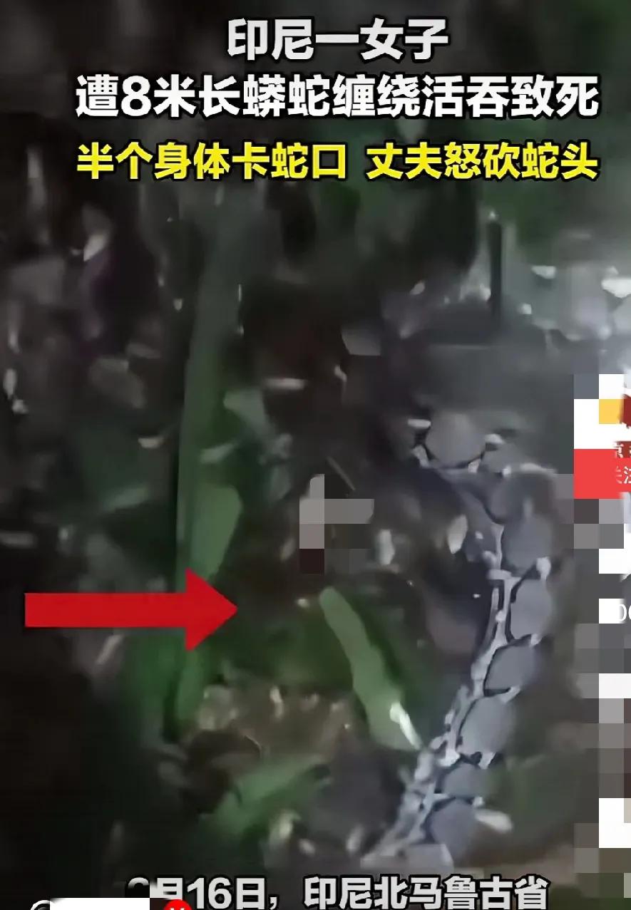 太惊悚了！太残忍了！被蛇活吞致死！看到这个消息头皮发麻，鸡皮疙瘩掉了一地。这是在