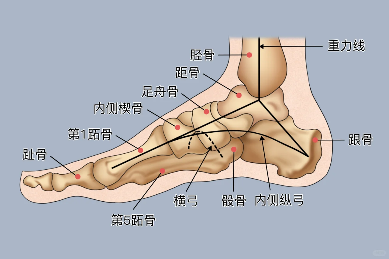 正常人的足弓图片