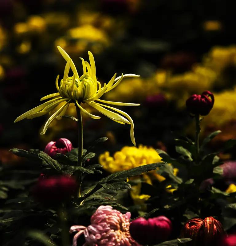 求上联秋风飒飒菊花怒，                          “秋风