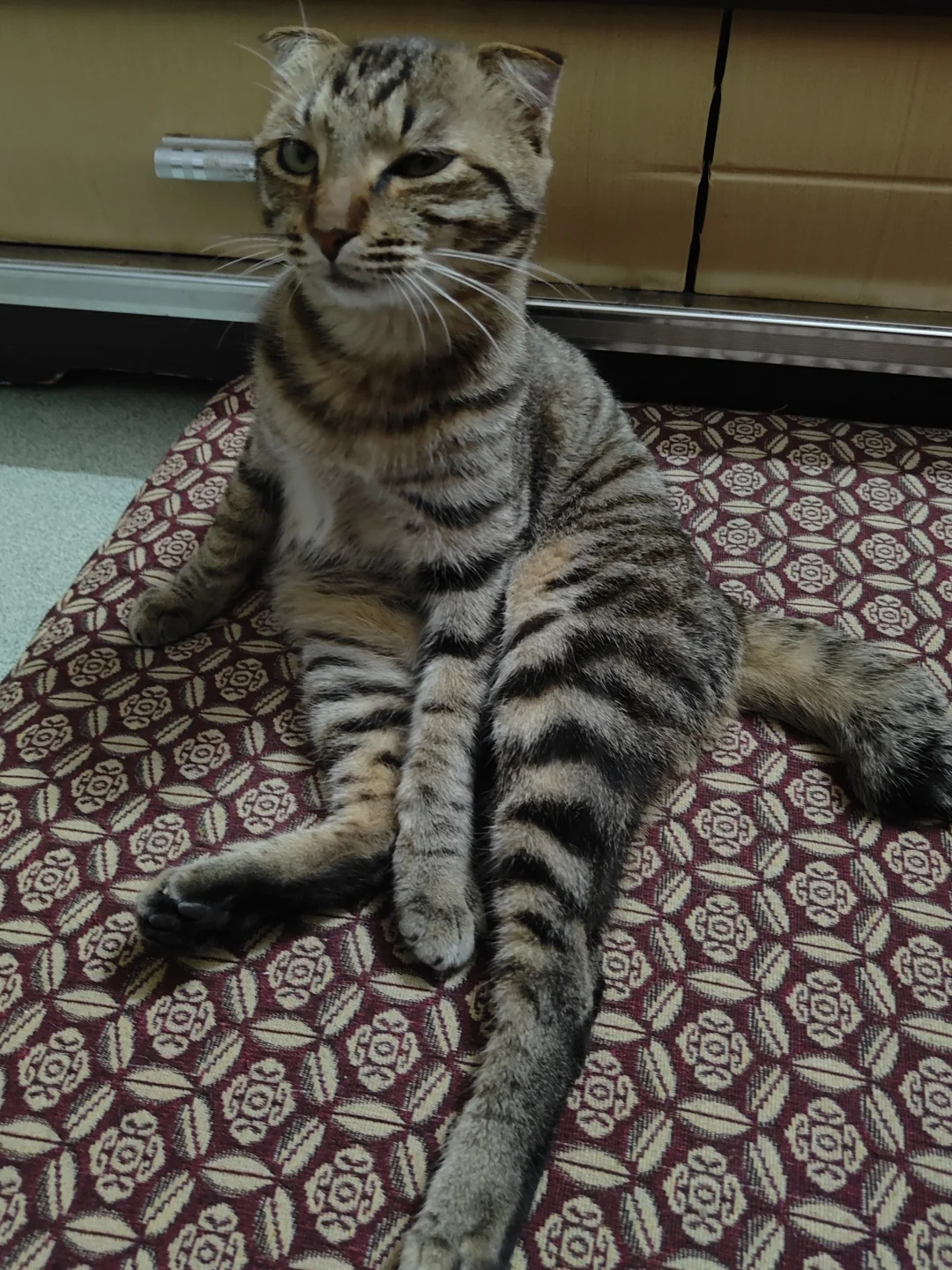 大家的猫都长什么样的？