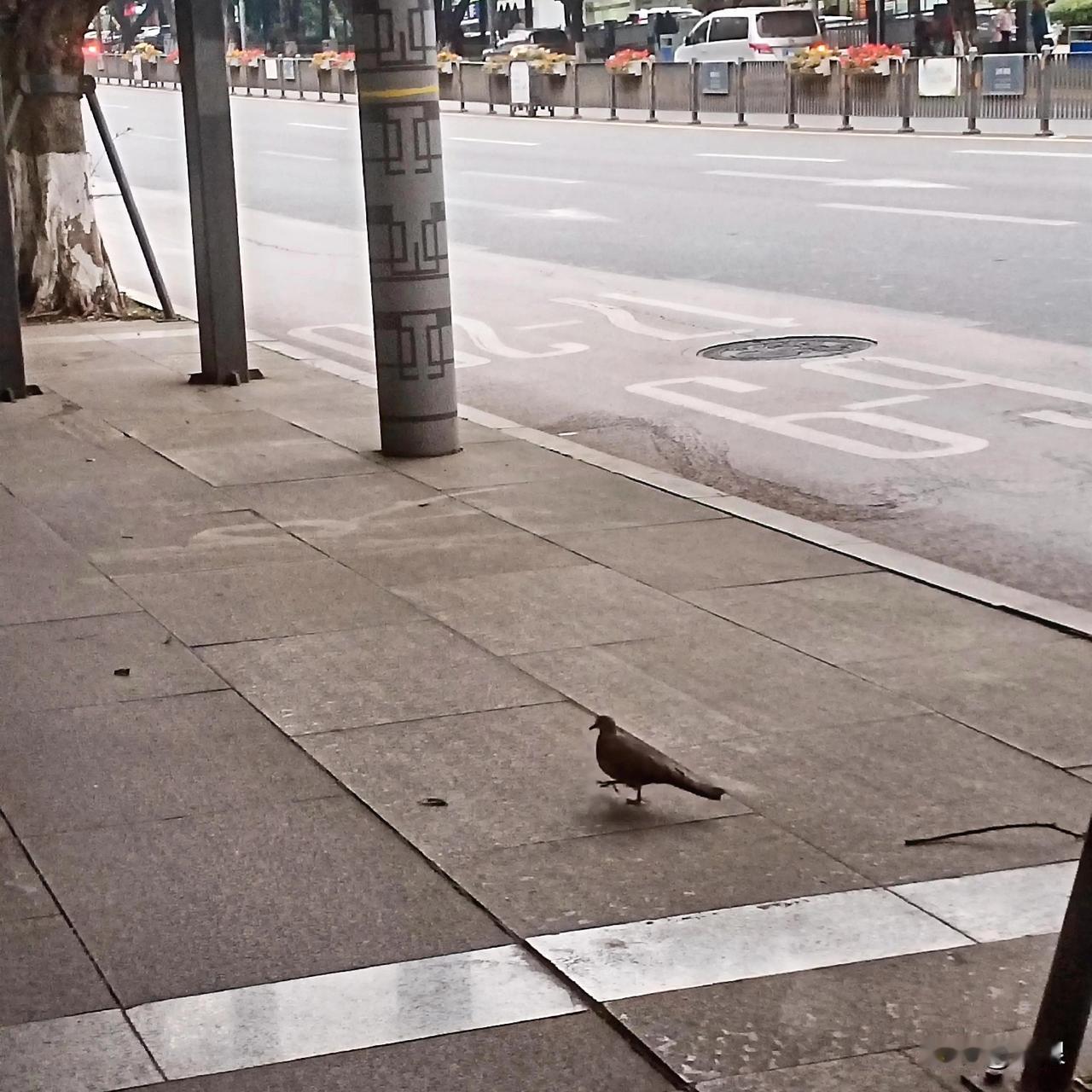 看  自贡的丹桂大街是不是很“稀奇”

人鸟同街  互不“欺生”

悠闲自得  