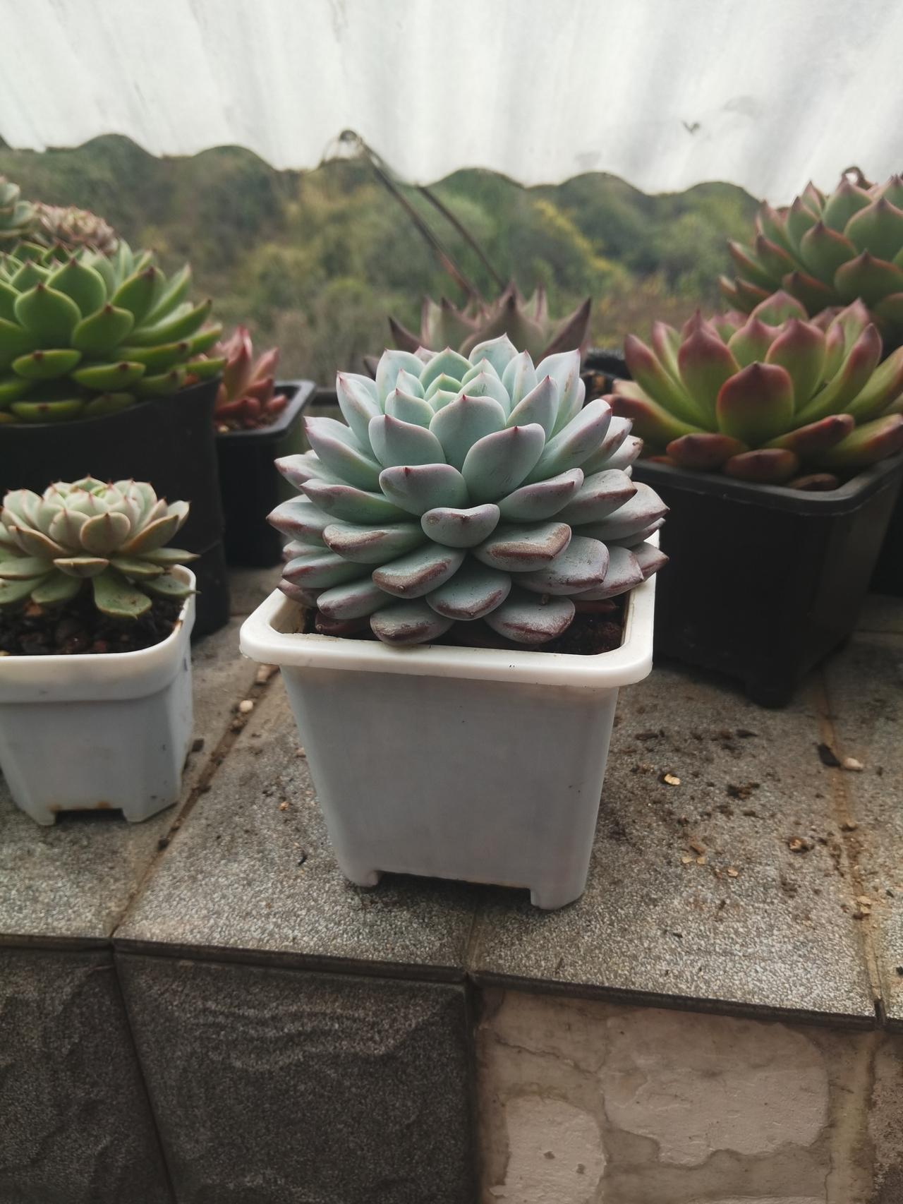 生病多的是底层百姓，又累又苦又穷，房贷车贷，子女教育压的喘不过气，不病才怪。