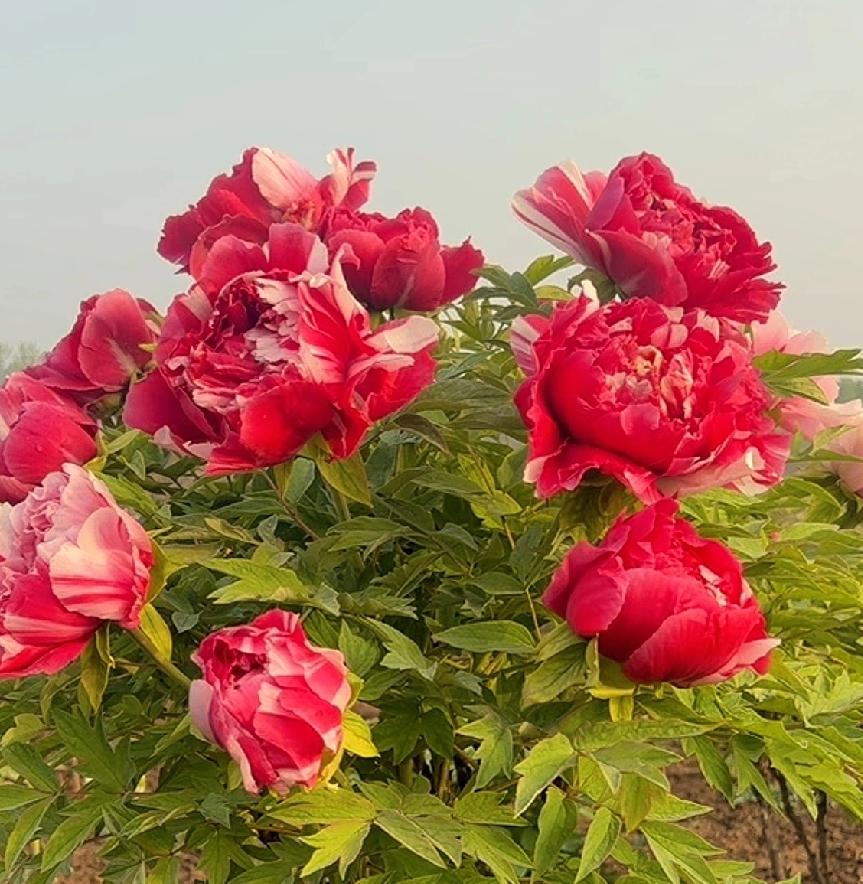 有没有漂亮的花朵图片‌落尽残红始吐芳，佳名唤作百花王。