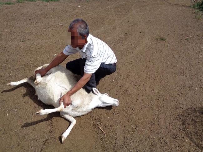 上海，男子听闻朋友家要杀羊，他自告奋勇要帮忙抓羊，让朋友到时给他分点羊肉，看朋友