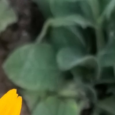 一花向阳而生，一念向善而行。于寻常日子里保持善意，自有淡淡芬芳。每日一善