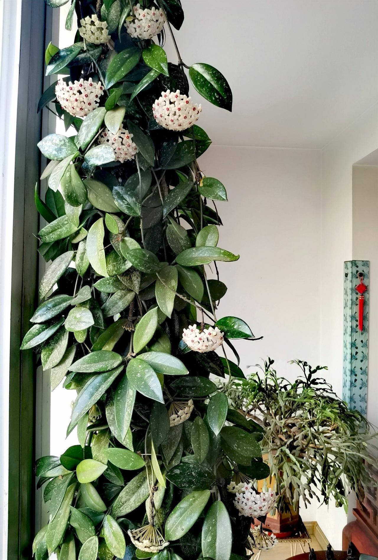 客厅里的球兰，
​不管什么时候看，
​远看或者近看，
​无论开花的时候，
​还是