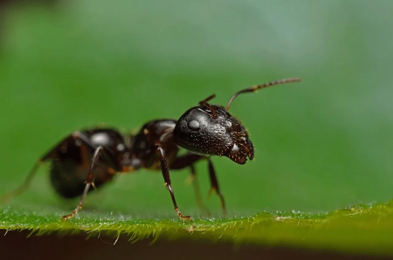 蚂蚁界的“举重冠军”，团结才是硬核buff！

谁能想到，路边随便爬的小蚂蚁，竟