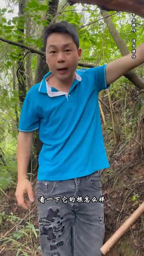 大家好，我是鸿哥。在这里发现了一棵山木香，给大家看一下它的桩头。这个桩头起码有二