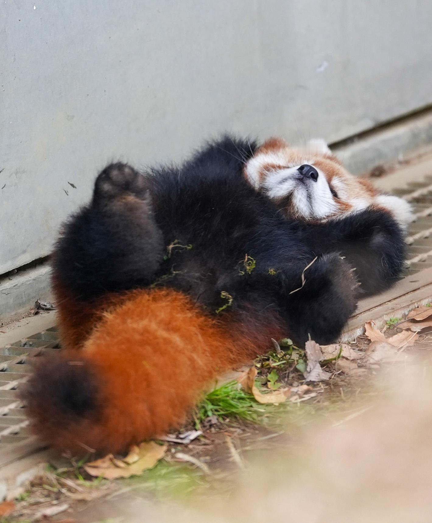 小熊猫 啊！我摔倒了！>_<需要好多好多小苹果才能起来！【推：fmhdicmr】