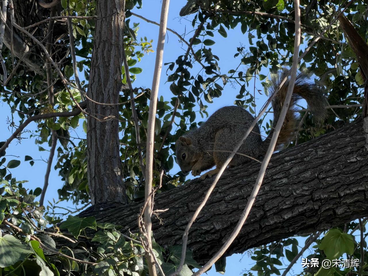 （1572）：今天松鼠又到我们家，在树上吃果子，发出咔咔咔的声响。见状，妹妹赶紧