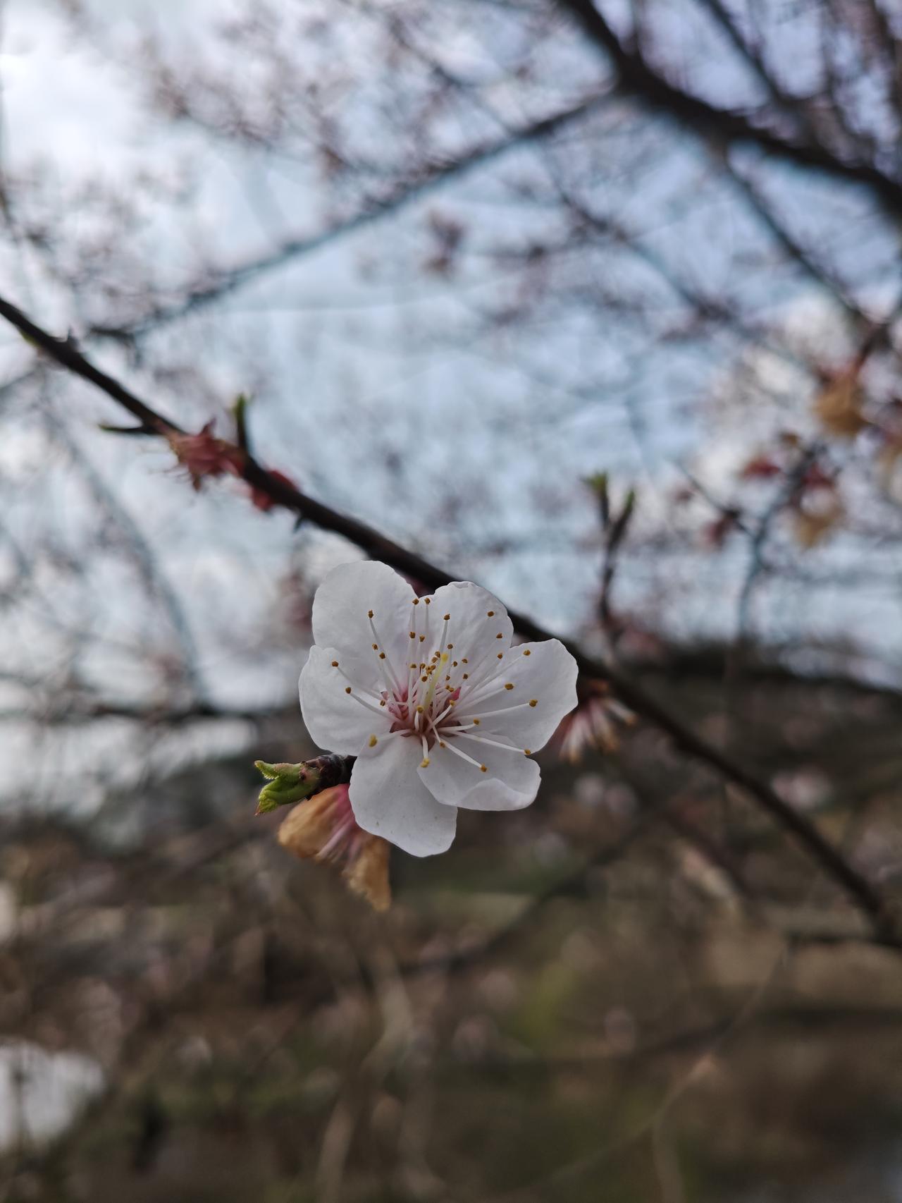 春天来了，花儿都开好了。