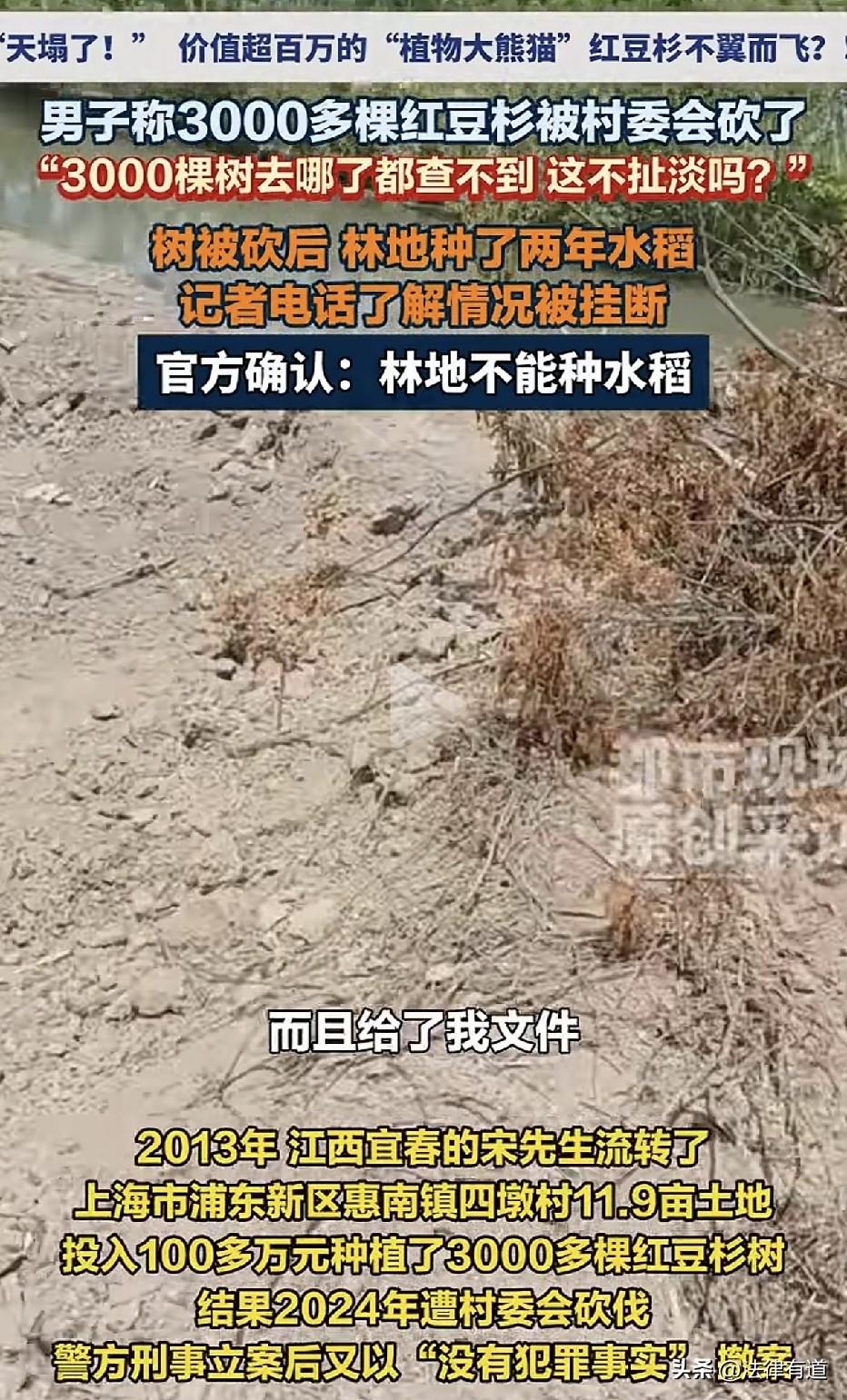 3000棵红豆杉被砍，林地改种水稻：是谁给的胆子？上海浦东惠南镇四墩村，宋先生2