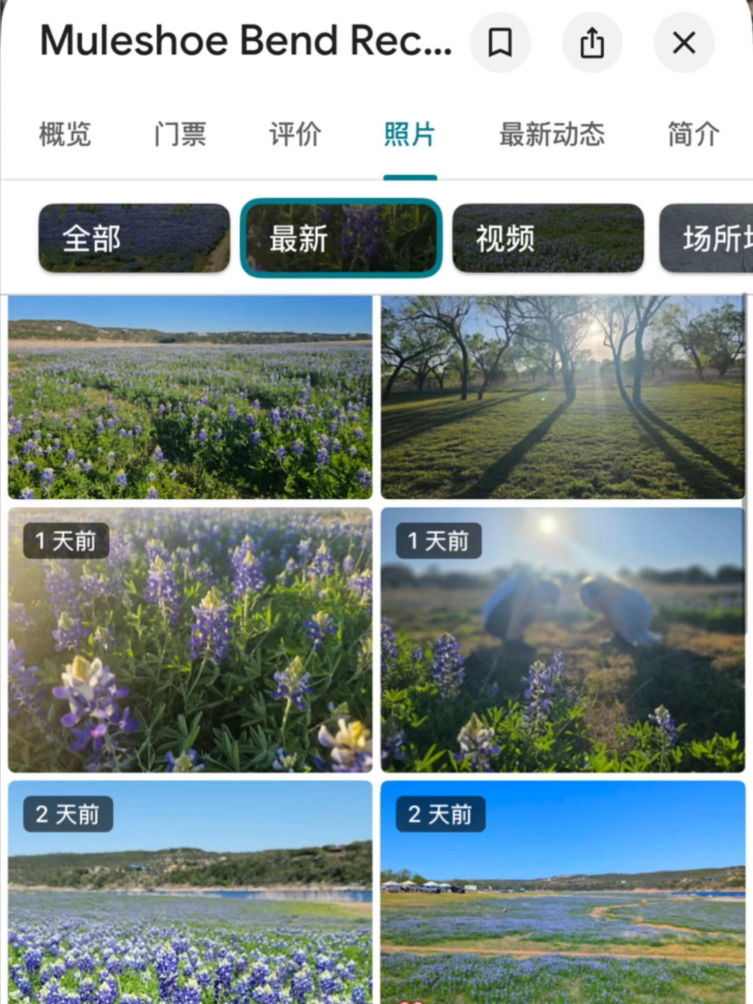 休斯敦出发！摇人！本周末去看花海！