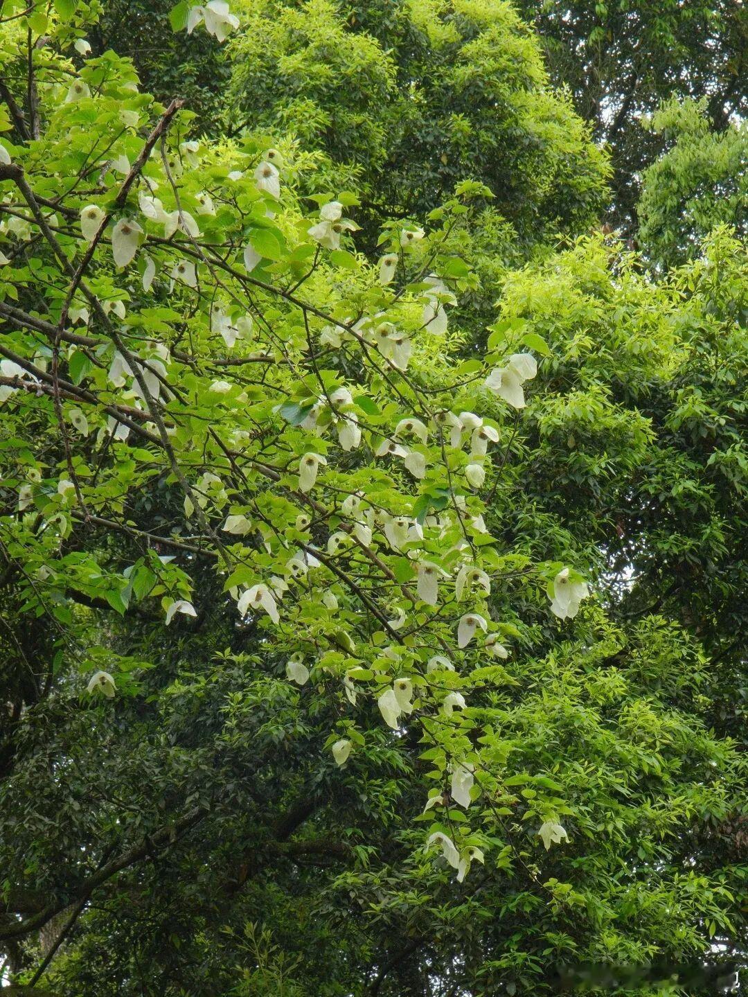 真的被四川暮春的浪漫狠狠惊艳到！有着6000 万年历史的植物活化石珙桐，迎来盛花