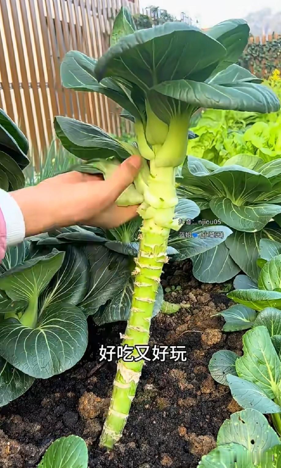 怎么没开花[what]
