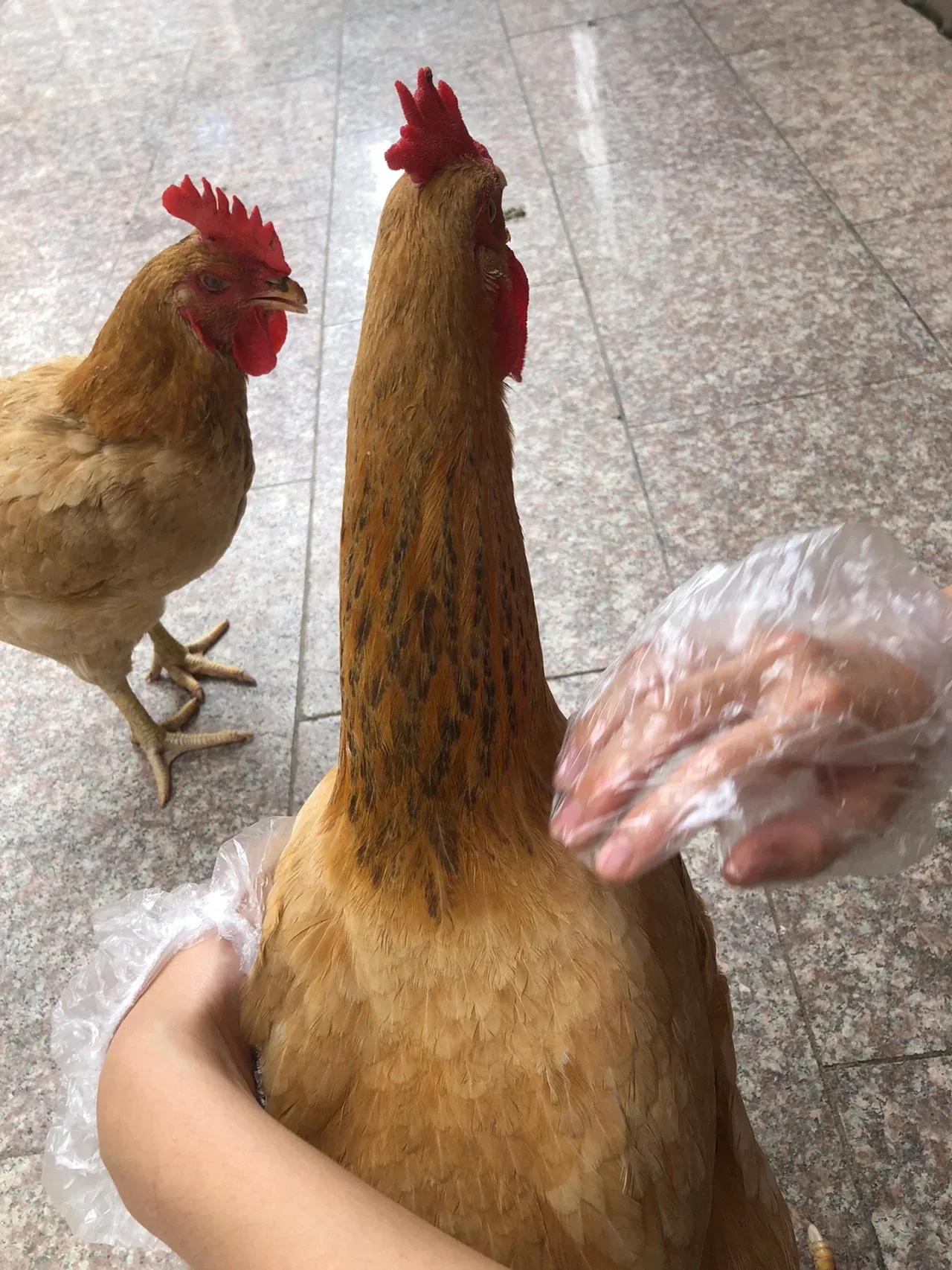 为什么卤鸭脖很多人爱吃，而鸡脖子却没人吃？
有没有跟我一样的，一直有这么一个疑惑