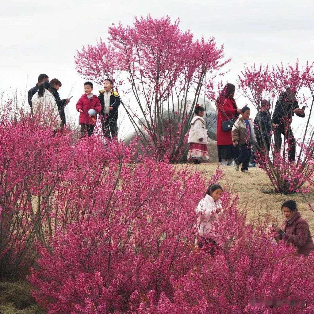 春日赏花季，粉红花海里，人人争相留影！