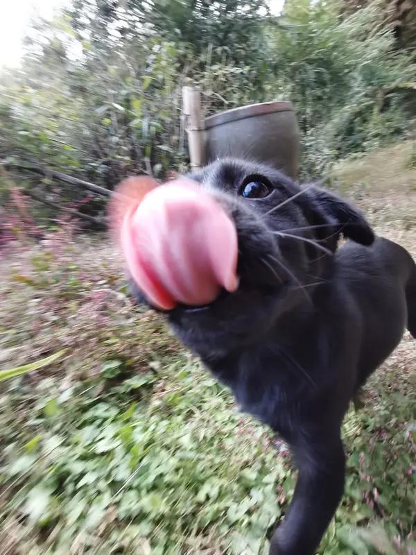 给大家分享我拍的宠物狗照片！我家有只小黑狗叫煤球，拍照时它总像会隐身一样。有次我