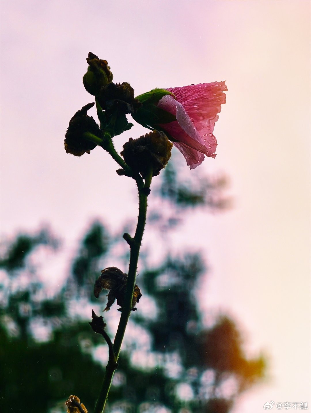 残雨未销的无名枝头。