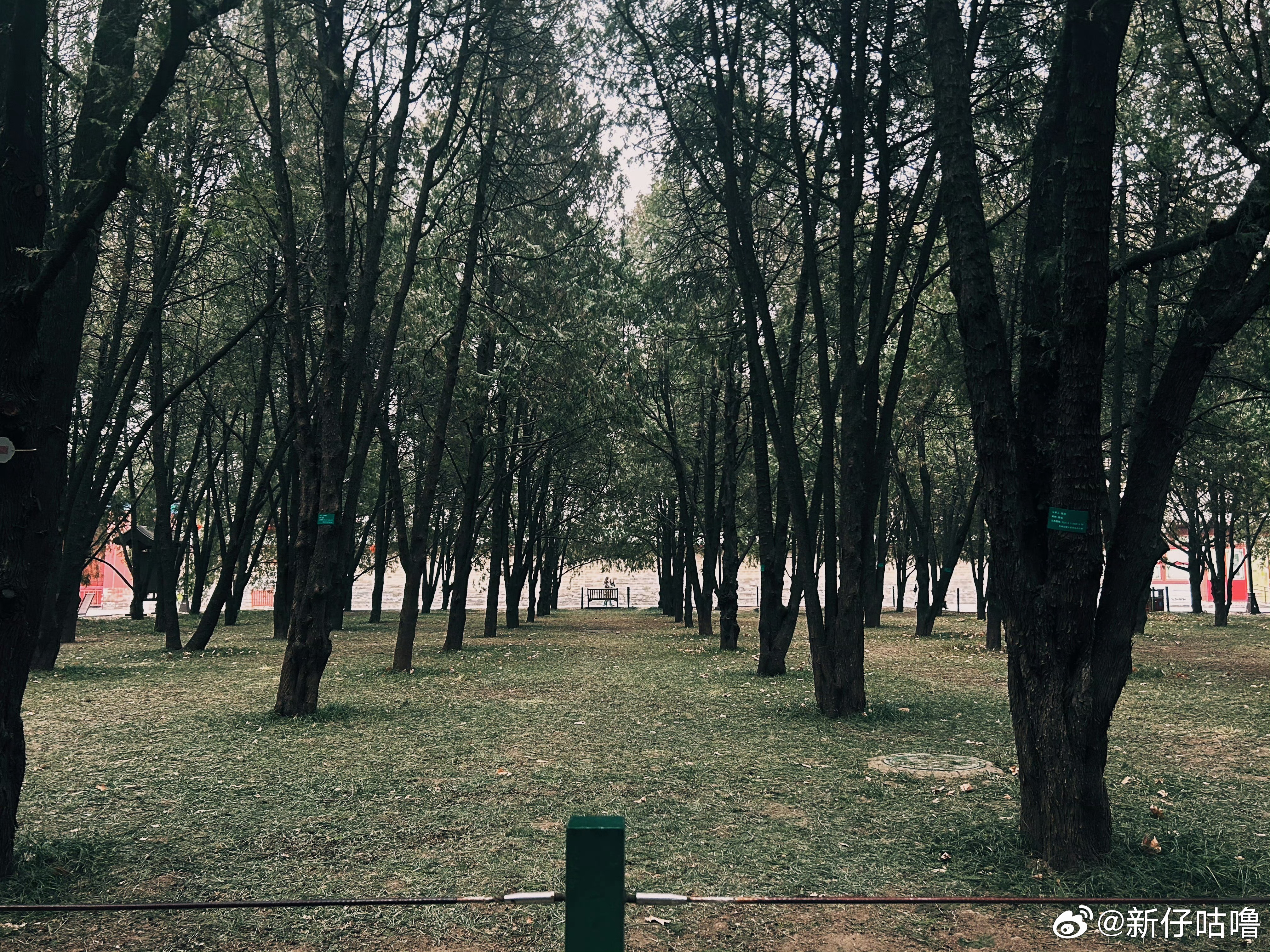 地坛公园不再允许用明星姓名认领树太支持这一规定了！公园本是静心之地，不该被浮躁的