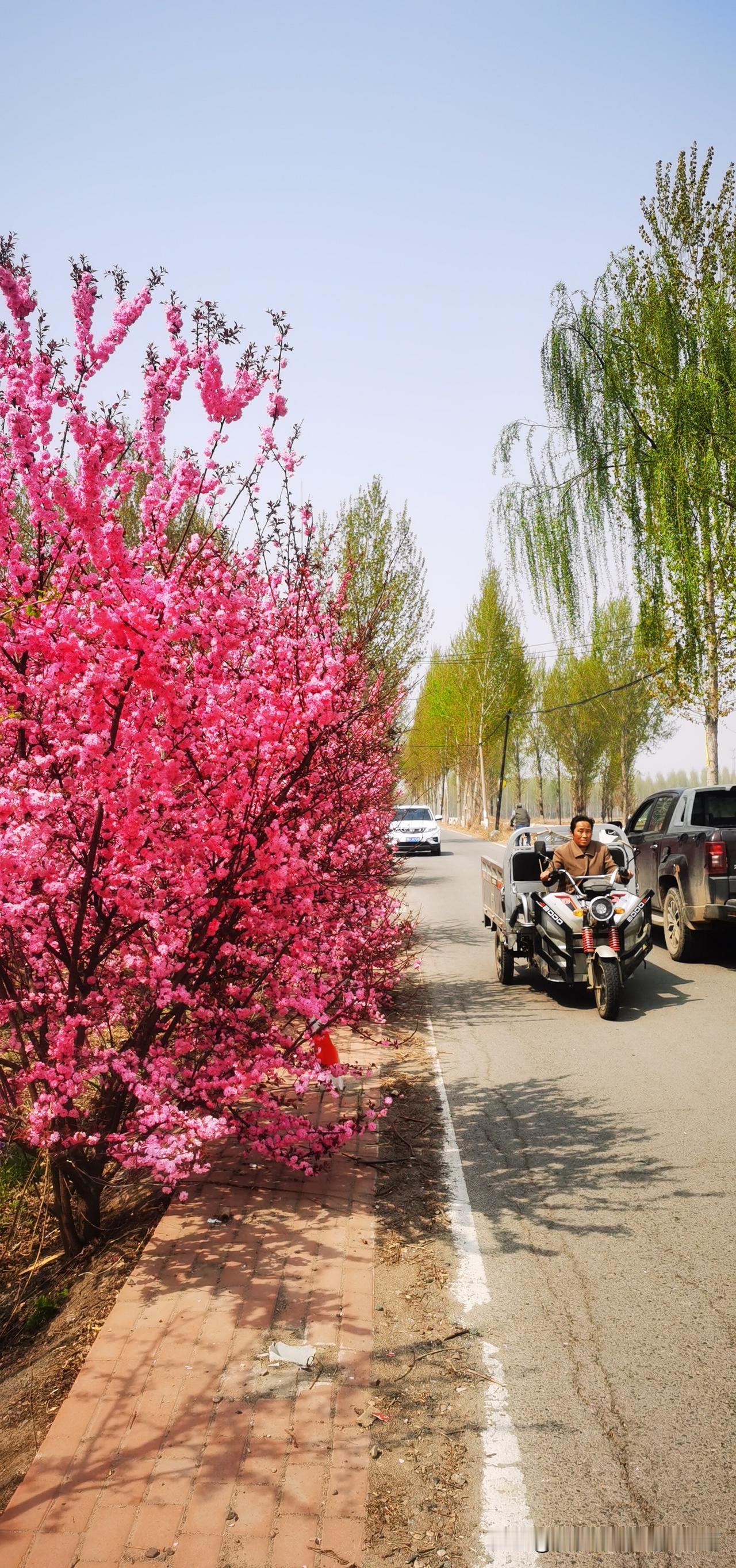 故乡的村头，有几株碧桃。它们似是时光的守望者，应时而开，以热烈而繁茂之姿，成为我