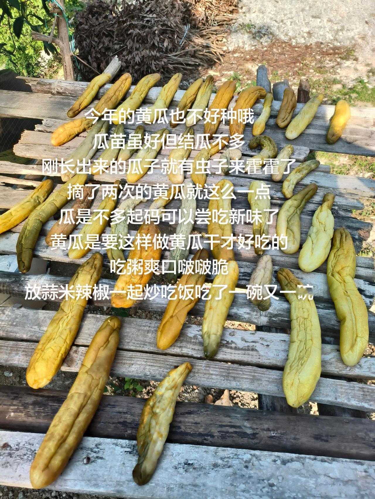 今年的黄瓜也不好种哦
瓜苗虽好但结瓜不多
刚长出来的瓜子就有虫子来霍霍了
摘了两