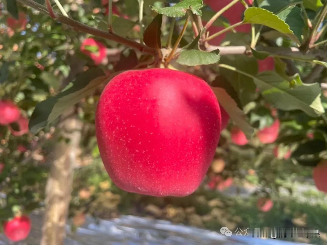 将过往的酸甜涩硬，都投入这陶瓮。交给时间，交给慢火。看它们在温度里释然、交融，终