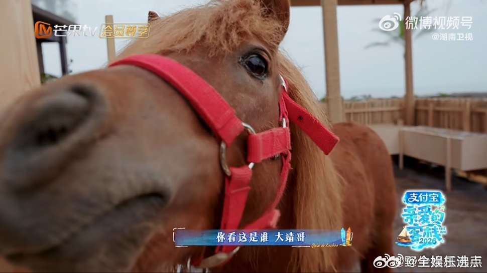 没睡醒的全红婵被迫营业张家齐叫全红婵宝宝亲爱的客栈客栈小日常甜度超标！见新鲜事就