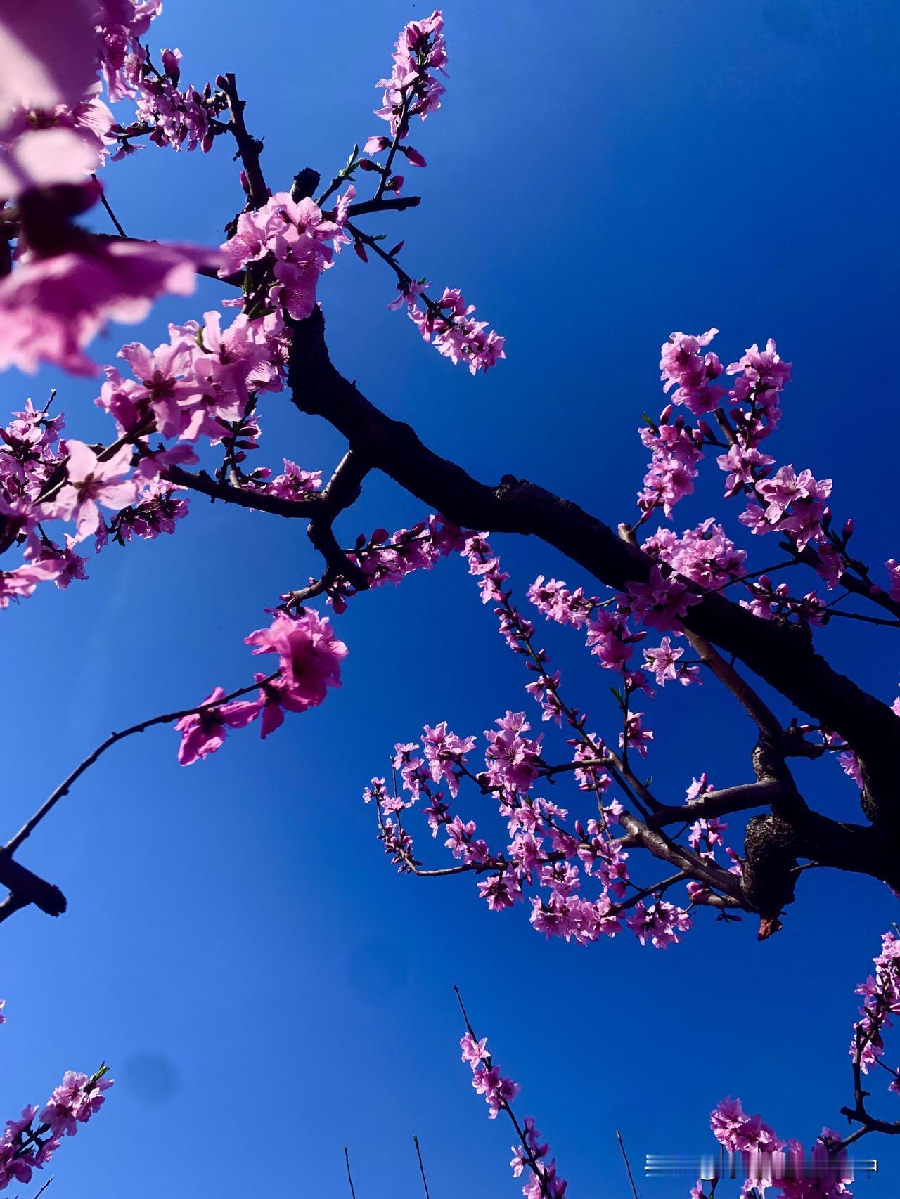 桃花的照片还没发完。春日生活打卡季 桃花氛围感写真 发一张你相册最近拍的花