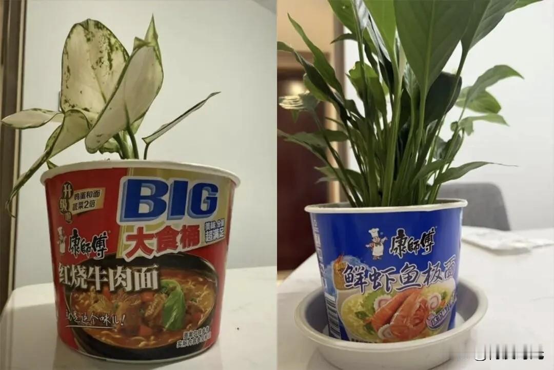 用方便面碗养绿萝
这创意超棒！
我也曾试过
洗净吃剩的面碗
在底部戳孔排水
从大